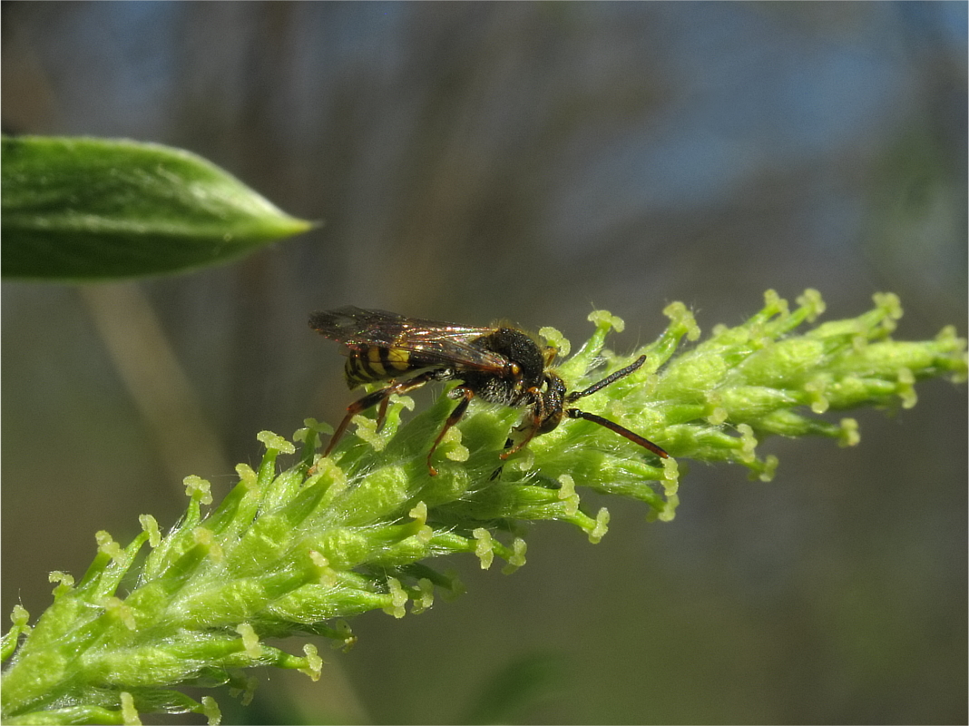 Image of Salix &times; fragilis specimen.