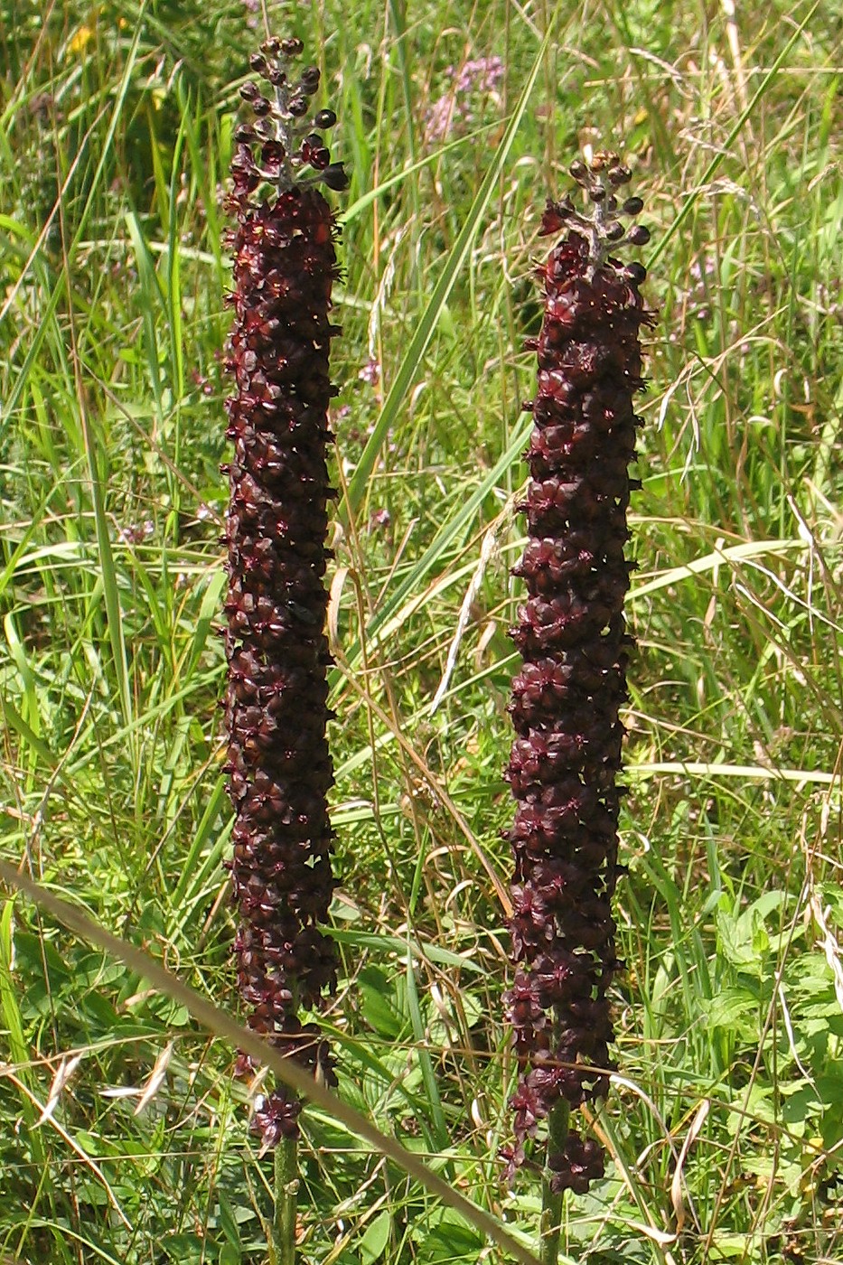 Изображение особи Veratrum nigrum.