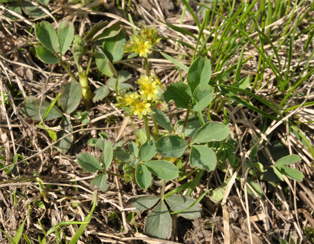 Image of Sibbaldia procumbens specimen.