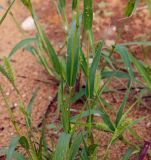 Setaria viridis
