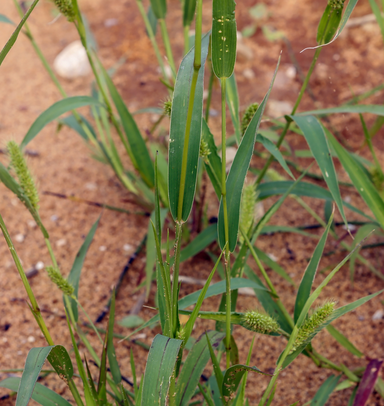 Image of Setaria viridis specimen.