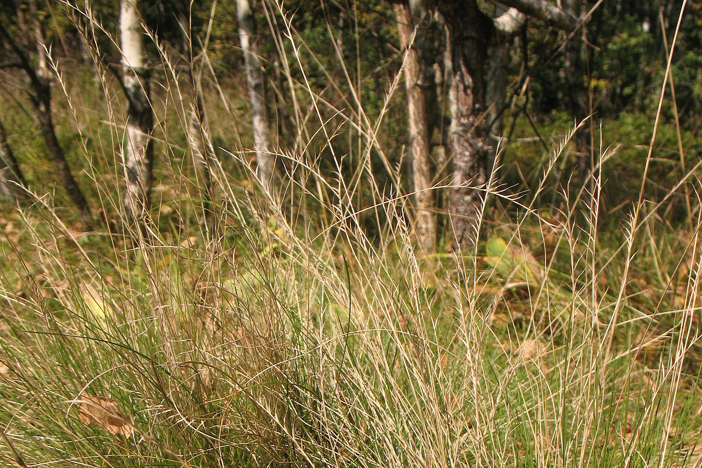 Image of Nardus stricta specimen.