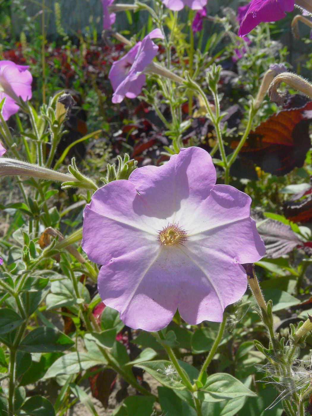 Image of Petunia &times; hybrida specimen.