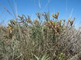 Astragalus maverranagri