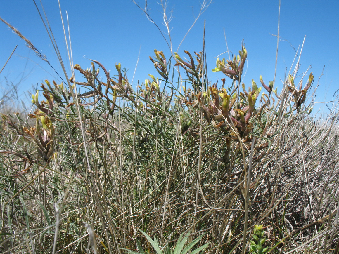 Изображение особи Astragalus maverranagri.