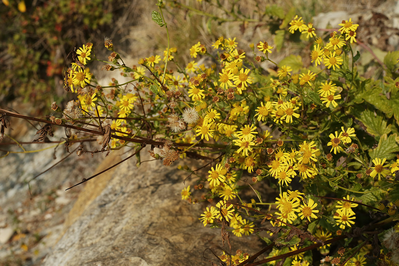 Изображение особи Senecio erraticus.