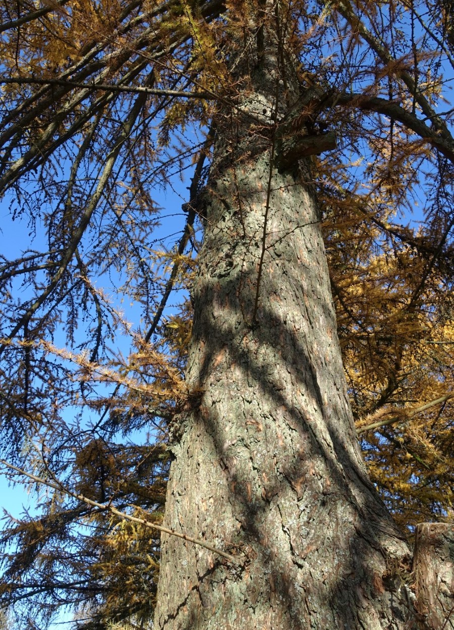 Image of Larix kaempferi specimen.