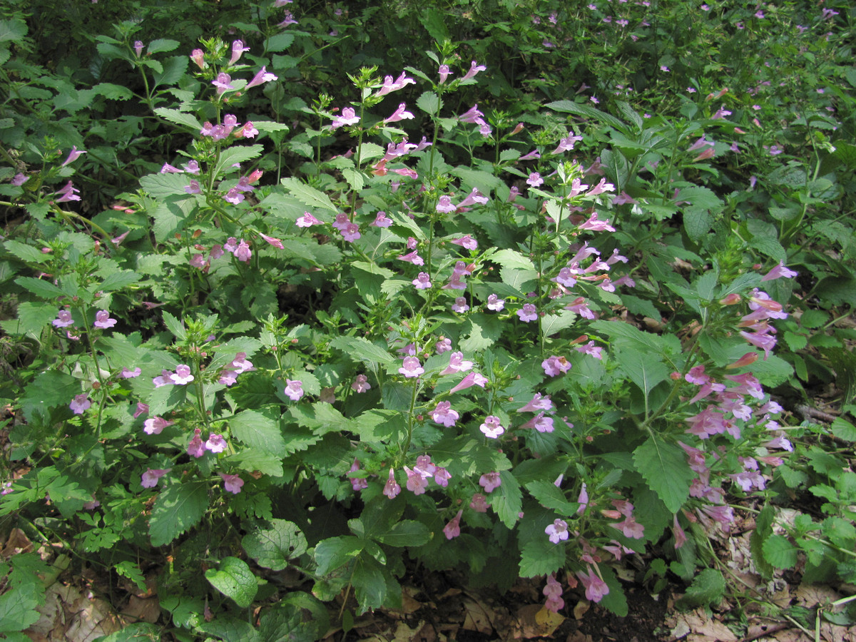 Image of Drymosiphon grandiflorus specimen.