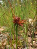 Juncus articulatus. Верхняя часть растения с галлом. Архангельская обл., Вельский р-н, окр. пос. Усть-Шоноша, берег р. Вель. 28.07.2010.