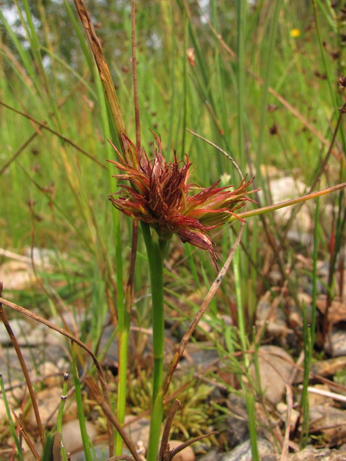 Изображение особи Juncus articulatus.