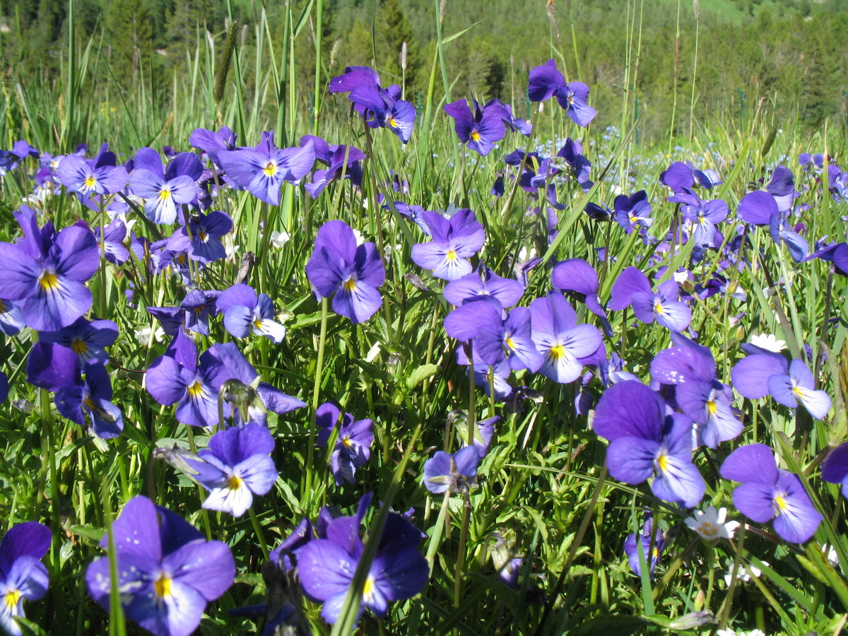 Image of Viola disjuncta specimen.