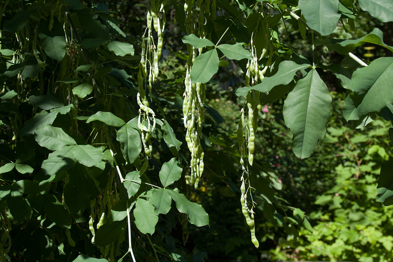 Изображение особи Laburnum anagyroides.