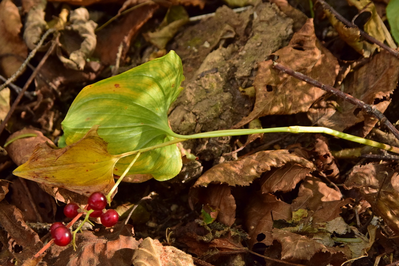 Image of Maianthemum dilatatum specimen.