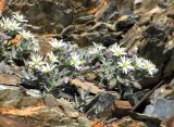 Stellaria turkestanica. Растение в цвету. Таджикистан, Согдийская обл., р-н Деваштич; Гиссаро-Алай, гребень Туркестанского хребта в р-не перевала Обурдон; разреженный криофитон на россыпи расслоившейся материнской породы, выс. 3905 м н.у.м. 5 августа 2019 г.