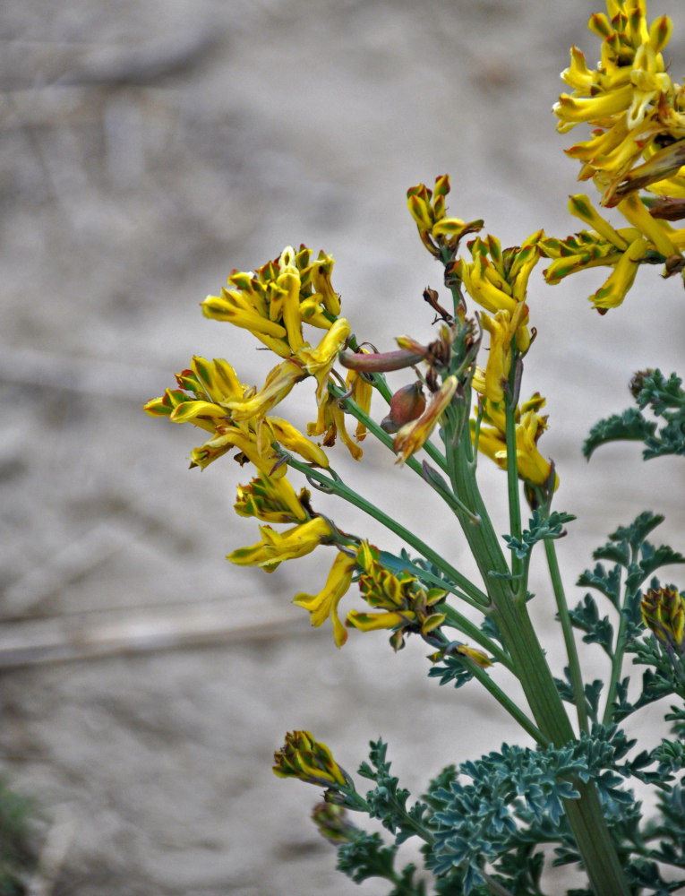 Изображение особи Corydalis stricta.