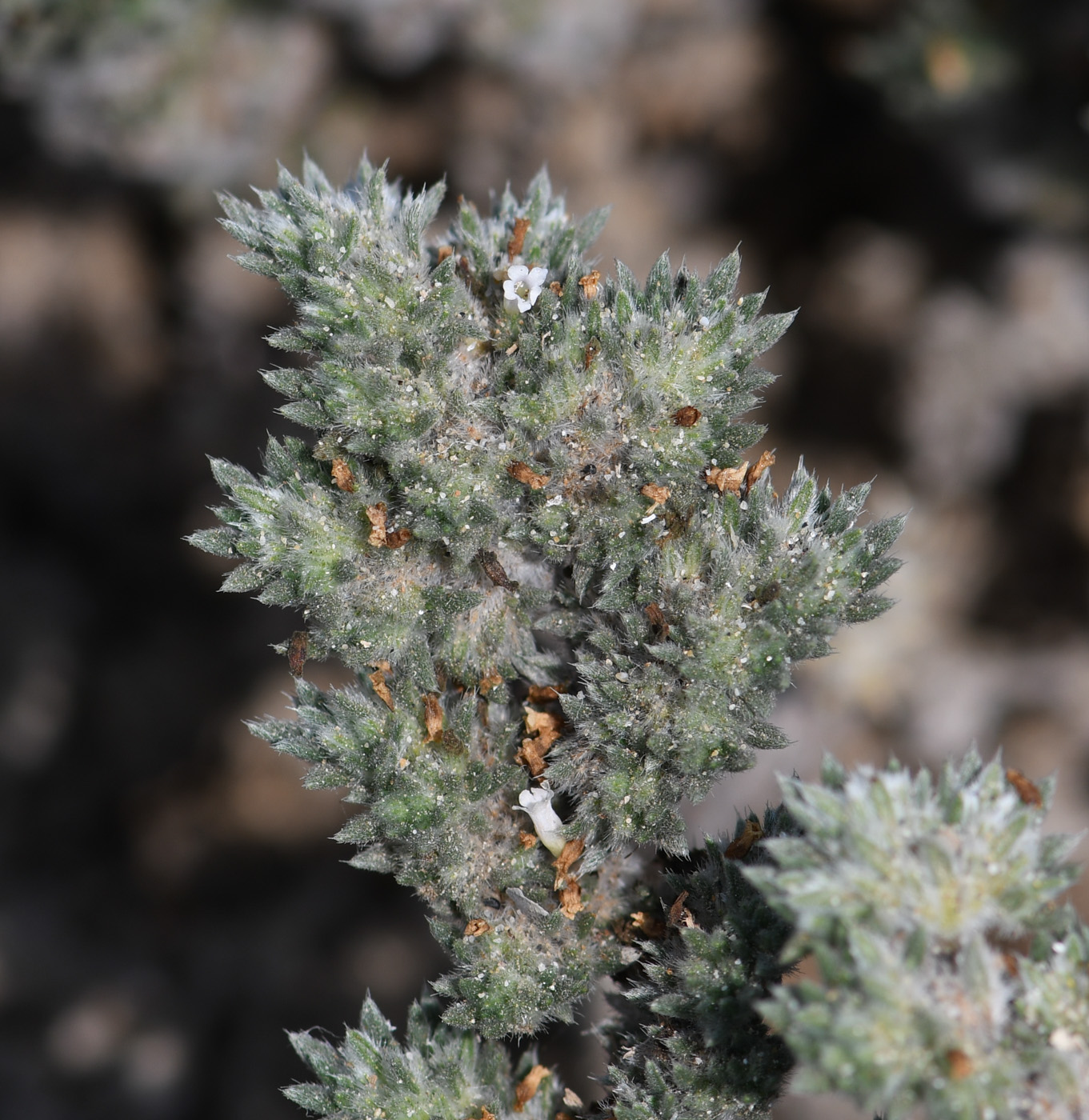Image of Tiquilia paronychioides specimen.