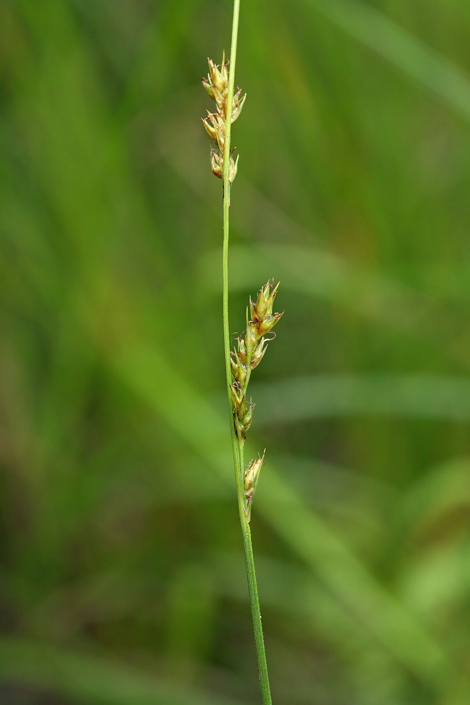 Изображение особи Carex appropinquata.