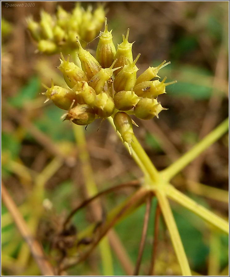 Image of Oenanthe aquatica specimen.