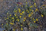 genus Achillea. Цветущие растения. Астраханская обл., берег оз. Баскунчак, Кордонная балка, сухой склон. 02.05.2019.