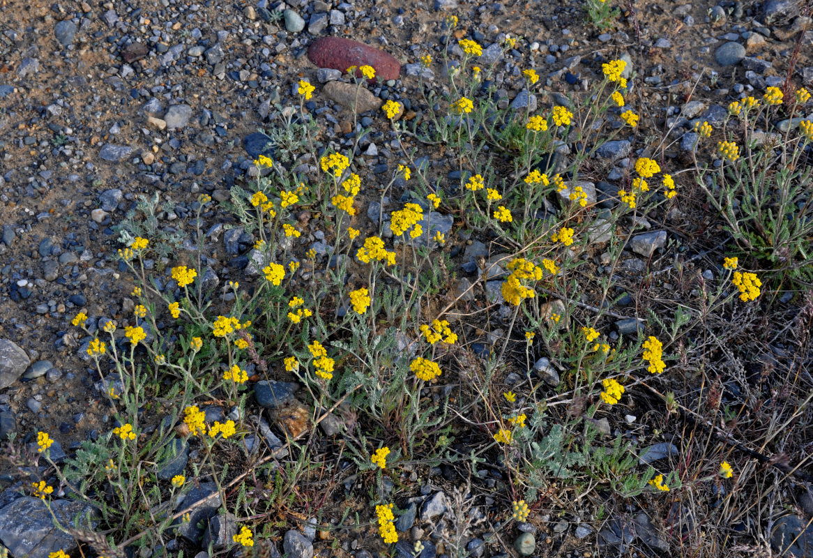 Image of genus Achillea specimen.