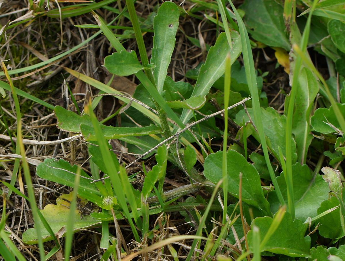 Изображение особи Leucanthemum maximum.