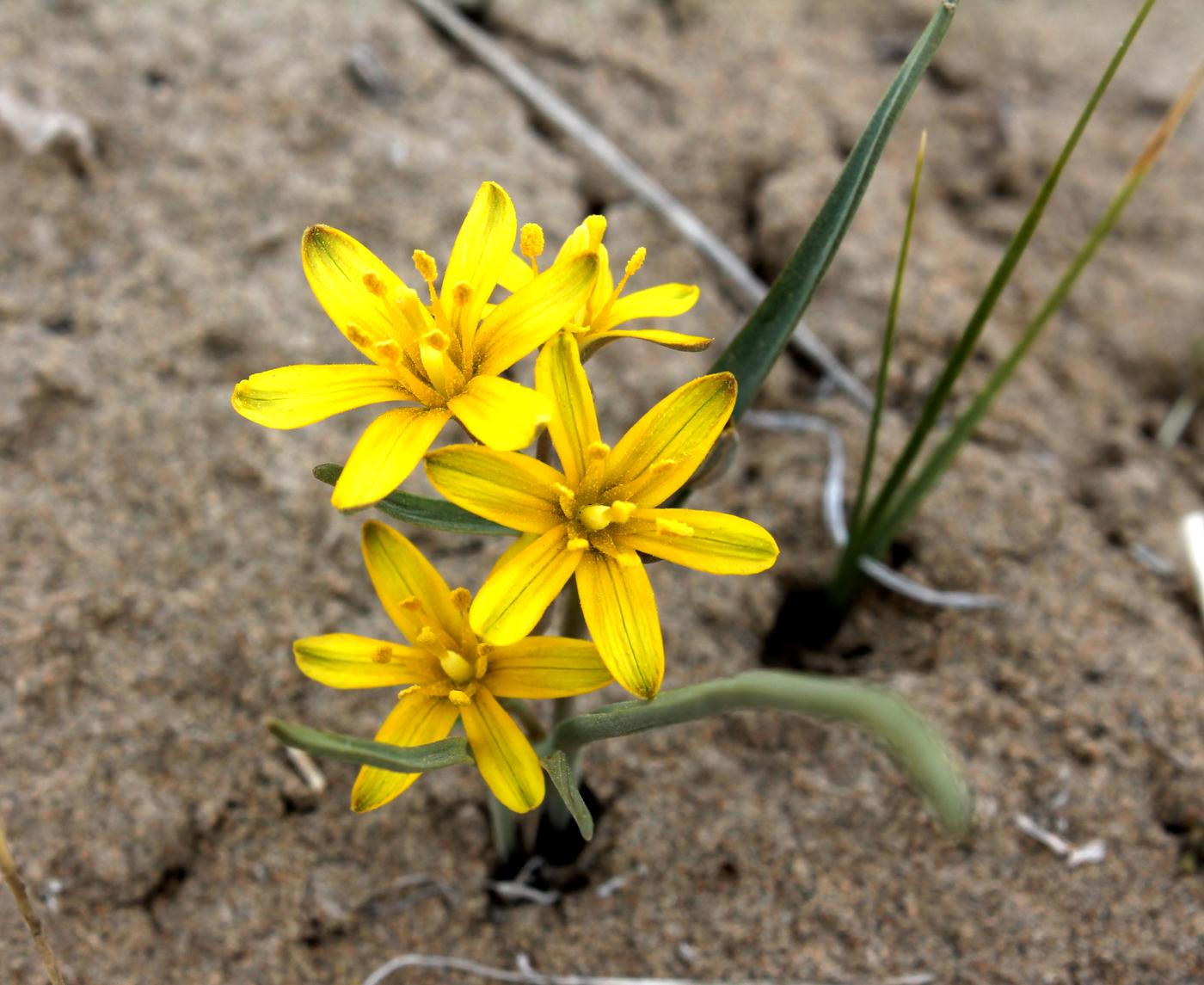 Image of Gagea afghanica specimen.