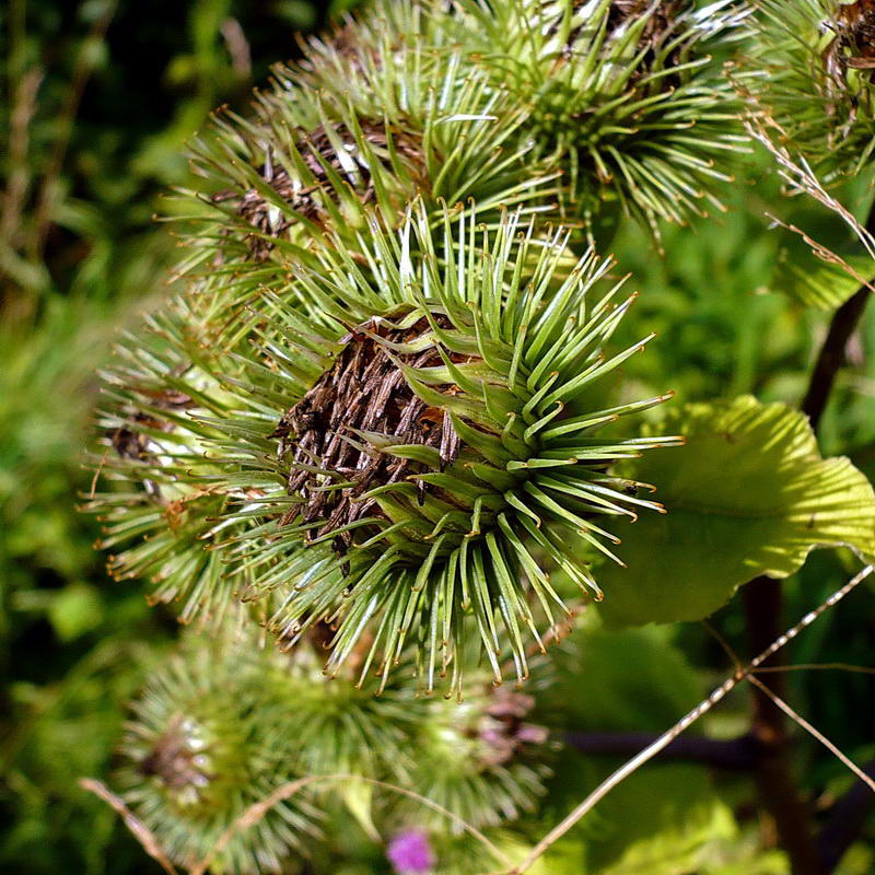 Изображение особи Arctium lappa.