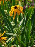 Rudbeckia hirta