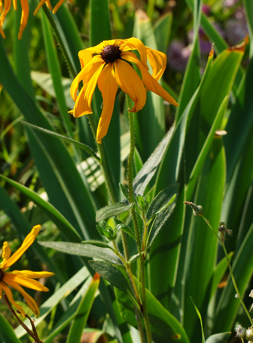 Изображение особи Rudbeckia hirta.