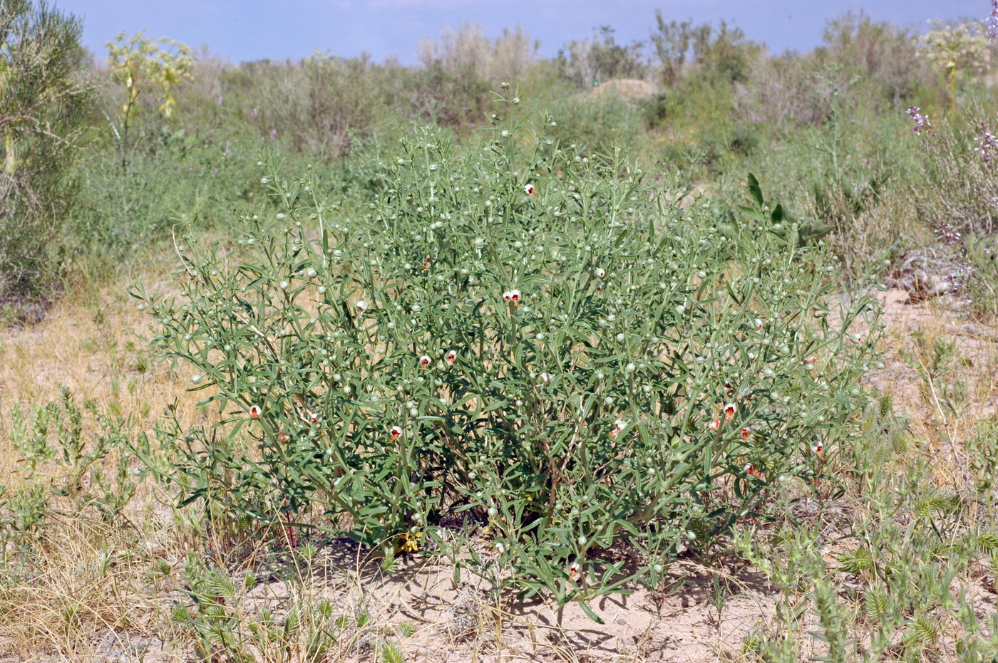 Изображение особи Zygophyllum ovigerum.