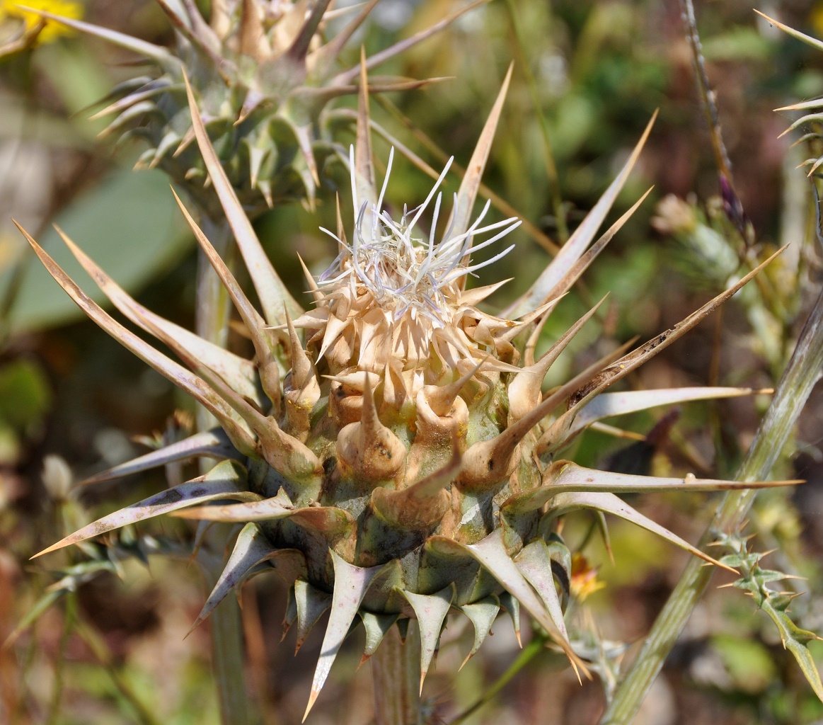 Изображение особи Cynara cornigera.