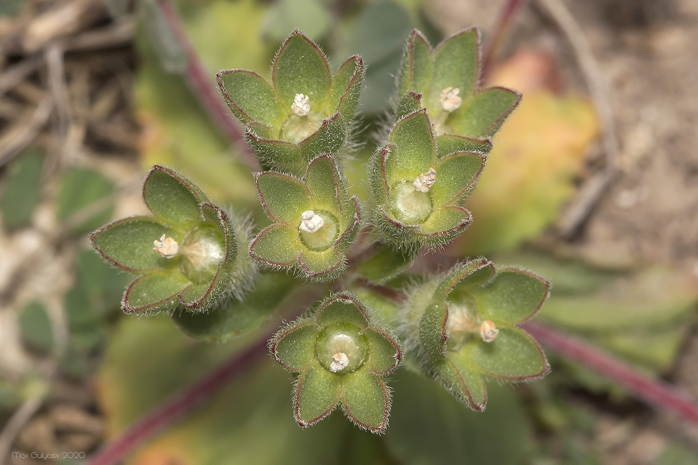 Image of Androsace maxima specimen.