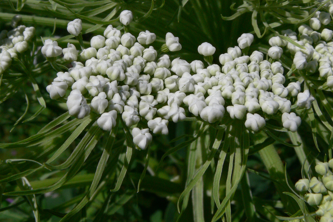 Image of Pleurospermum uralense specimen.