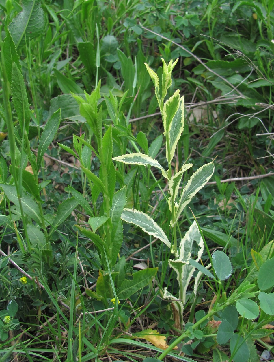 Image of Rorippa austriaca specimen.