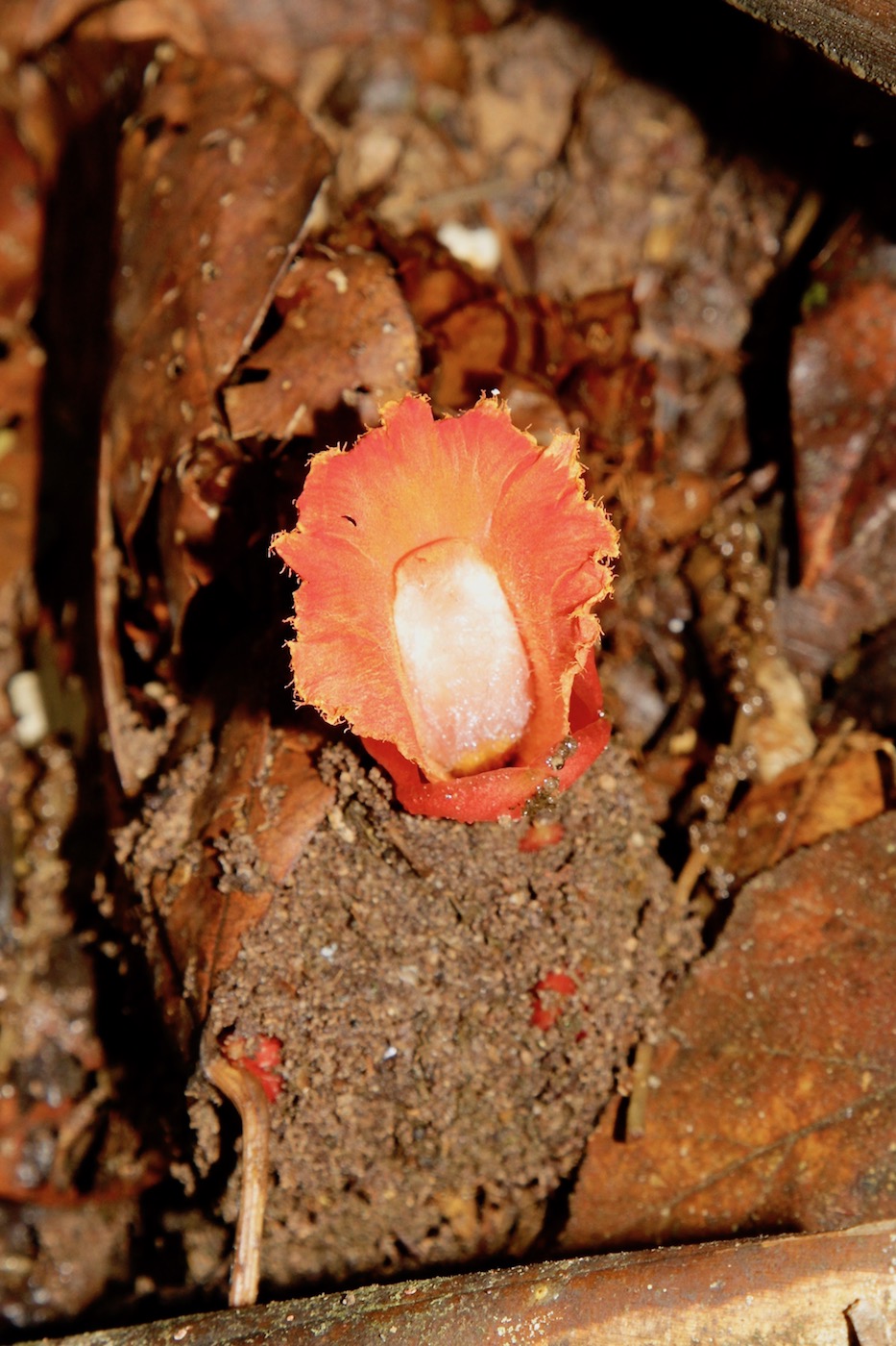 Изображение особи Hellenia globosa.