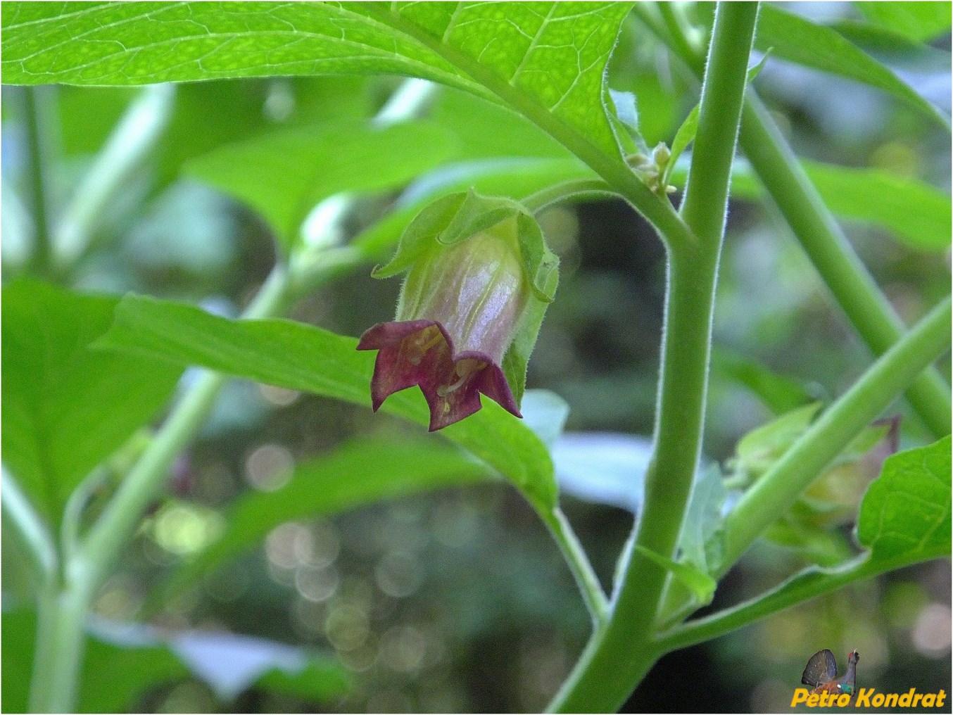 Image of Atropa bella-donna specimen.