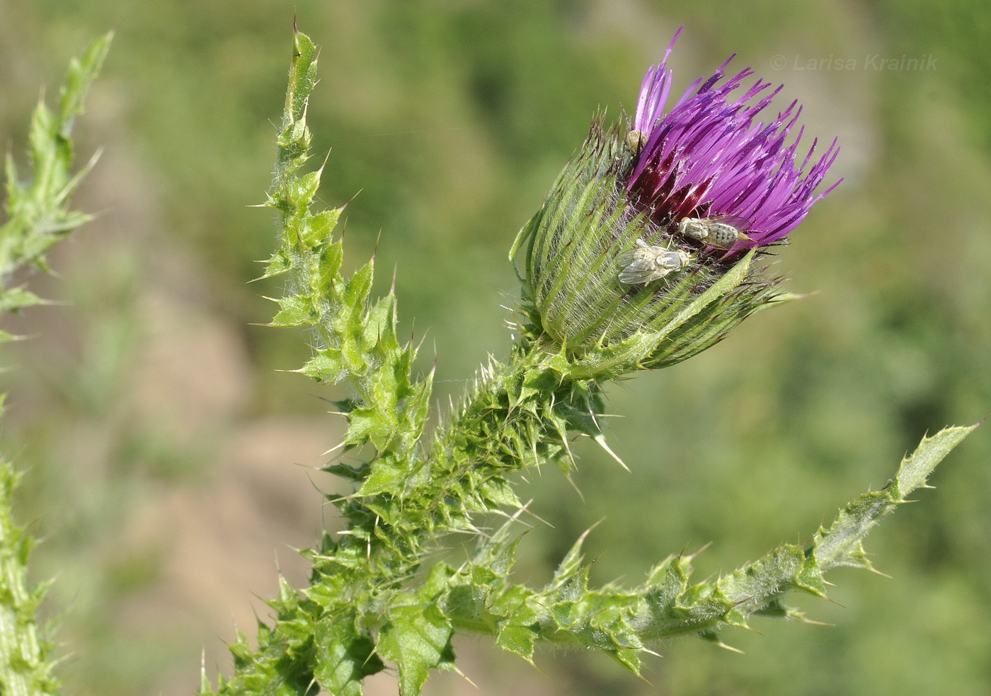 Изображение особи Carduus acanthoides.