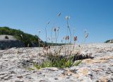 Plantago lanceolata. Цветущее растение в трещине в камне. Крым, Бахчисарайский р-н, пещерный г. Эски-Кермен. 28.06.2020.