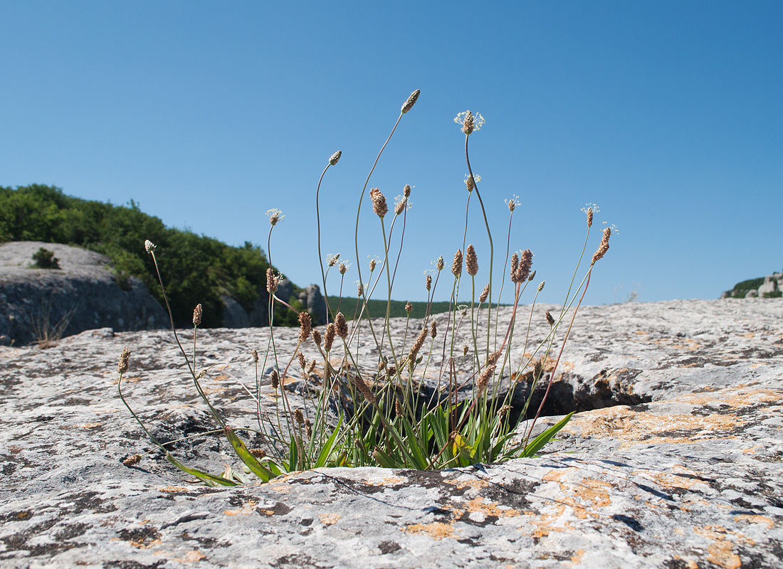 Изображение особи Plantago lanceolata.