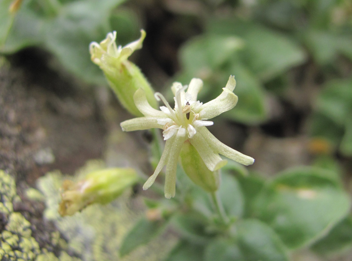 Image of Silene pygmaea specimen.