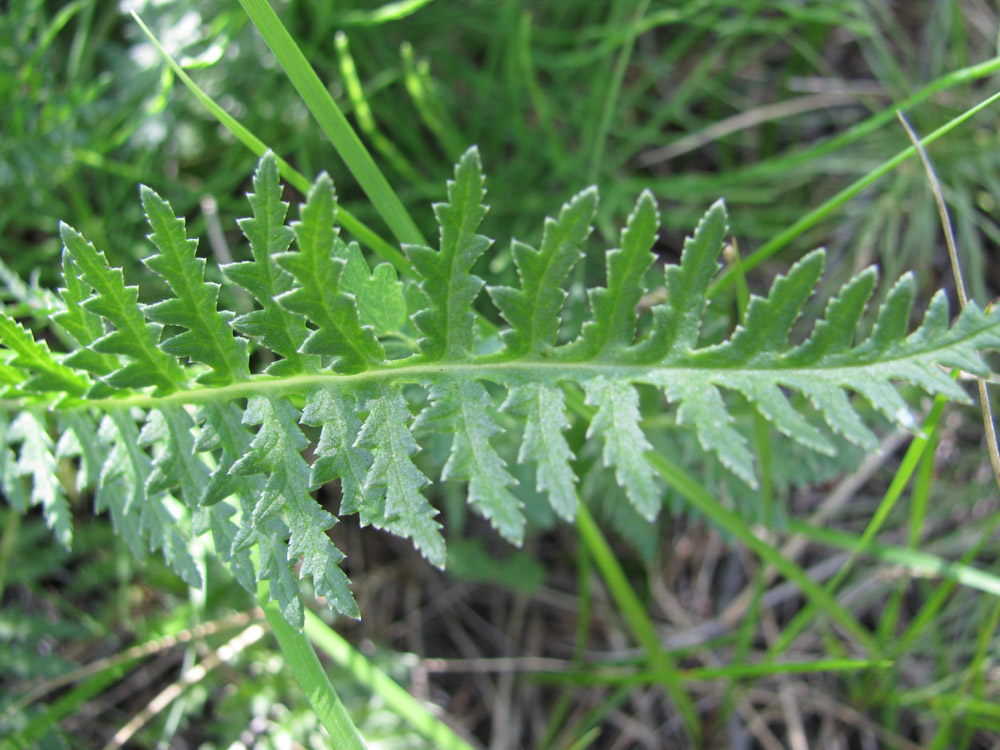 Image of Pedicularis flava specimen.