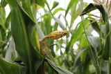 Zea mays