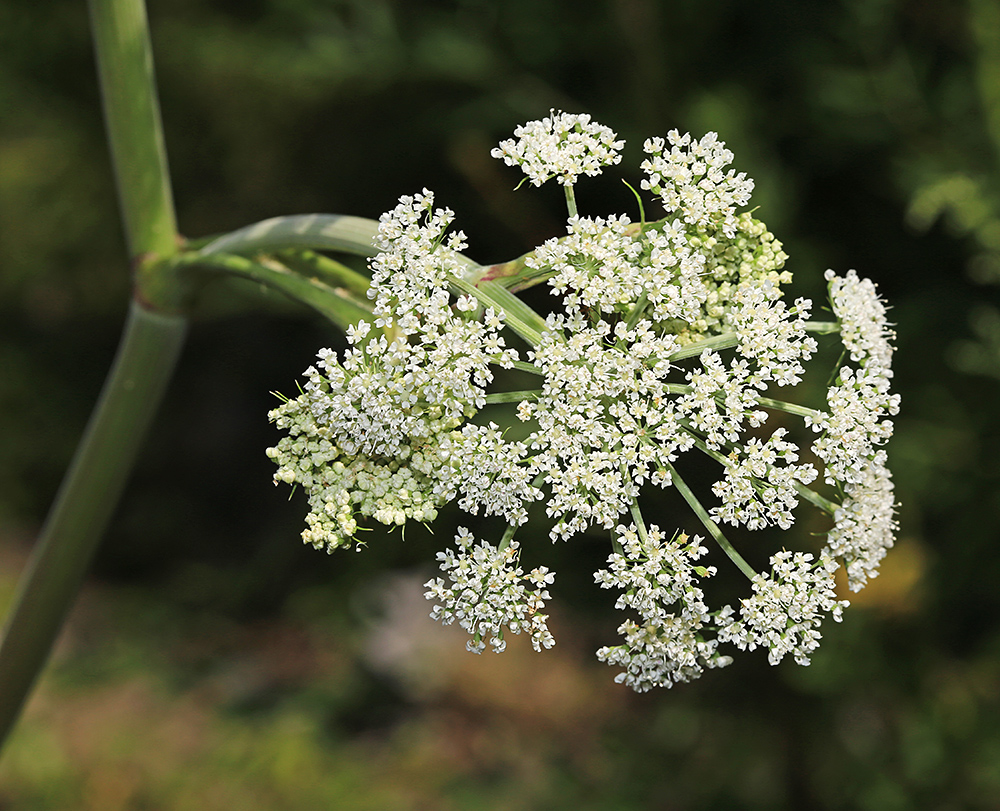 Image of Angelica anomala specimen.