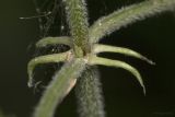 род Urtica. Часть побега с основаниями листьев. Крым, Бахчисарайский р-н, окр. с. Речное, берег р. Кача, в тени. 11.08.2020.
