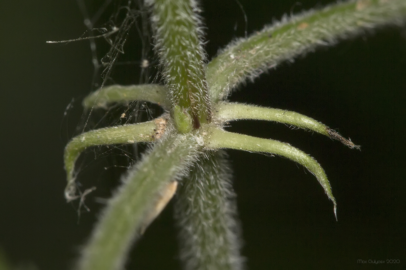 Image of genus Urtica specimen.