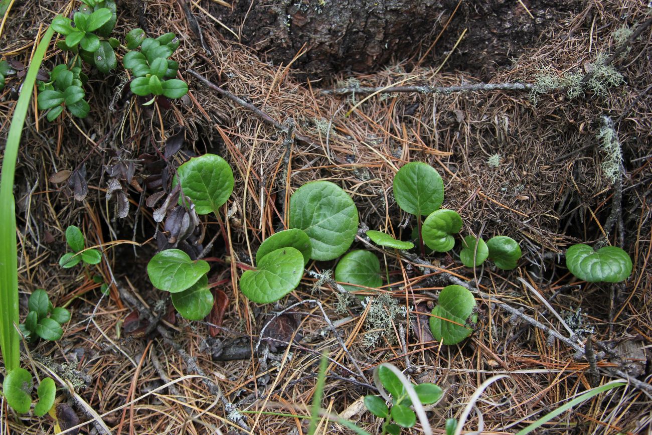 Image of genus Pyrola specimen.