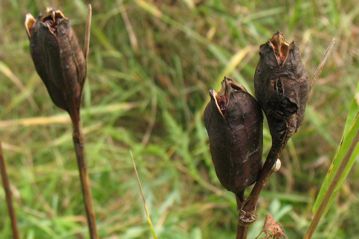 Image of Iris sibirica specimen.