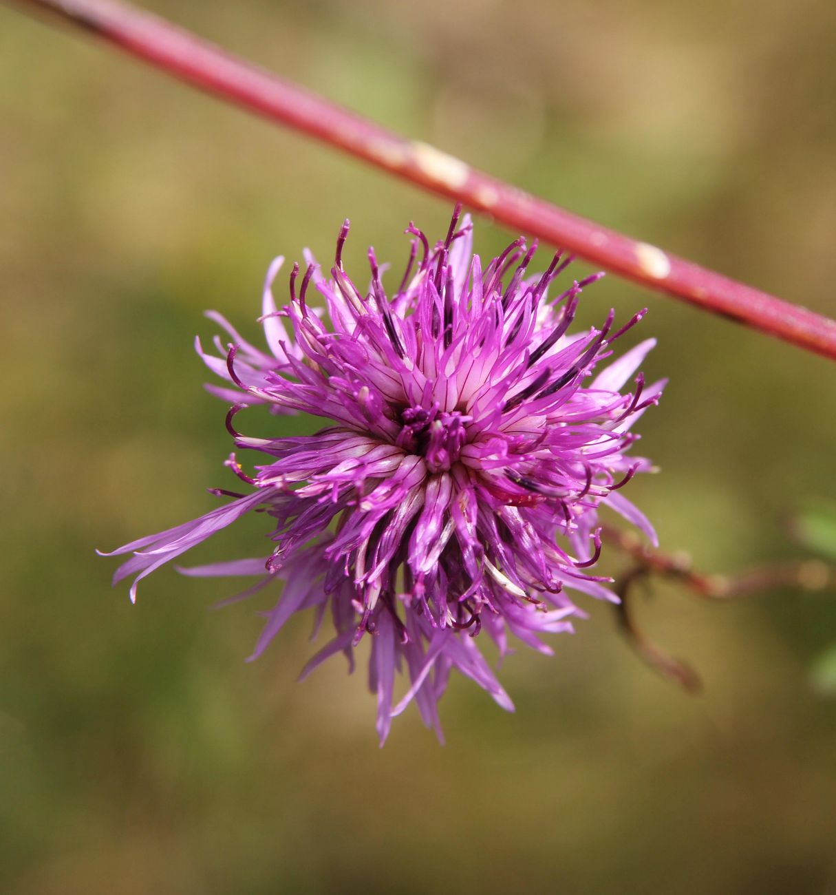 Image of Centaurea scabiosa specimen.