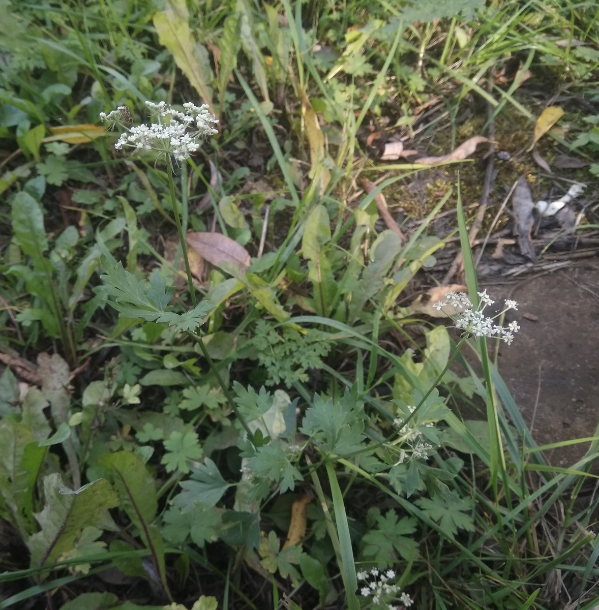 Image of familia Apiaceae specimen.