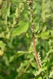 Chenopodium acerifolium. Часть веточки с соцветиями. Санкт-Петербург, Кировский р-н, Канонерский остров, на стройматериале, у дороги. 03.09.2020.